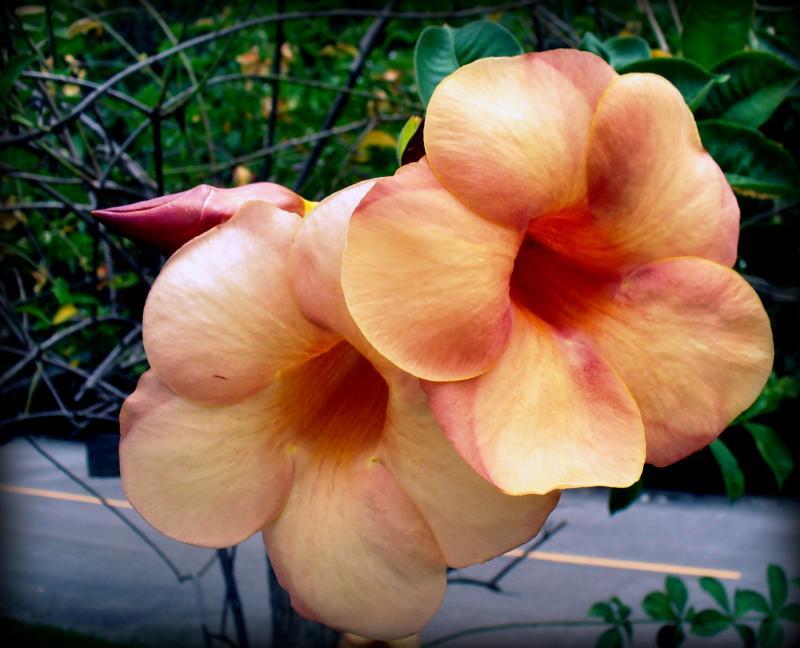 post-231841-0-11999500-1447294764_thumb.