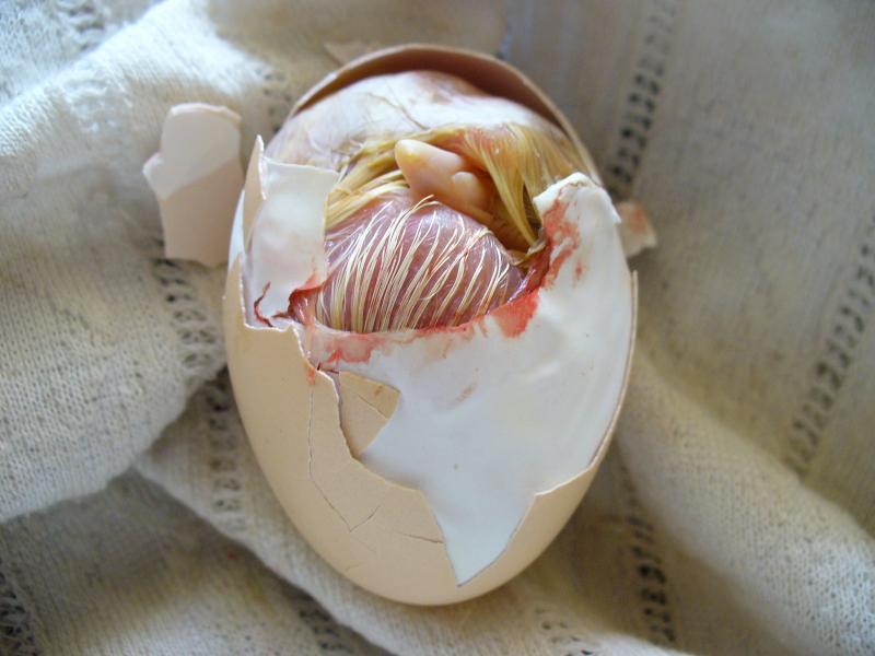 post-231841-0-14091900-1448432298_thumb.