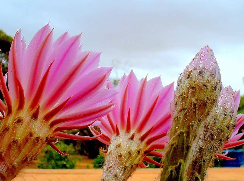 post-231841-0-17040400-1446868178_thumb.