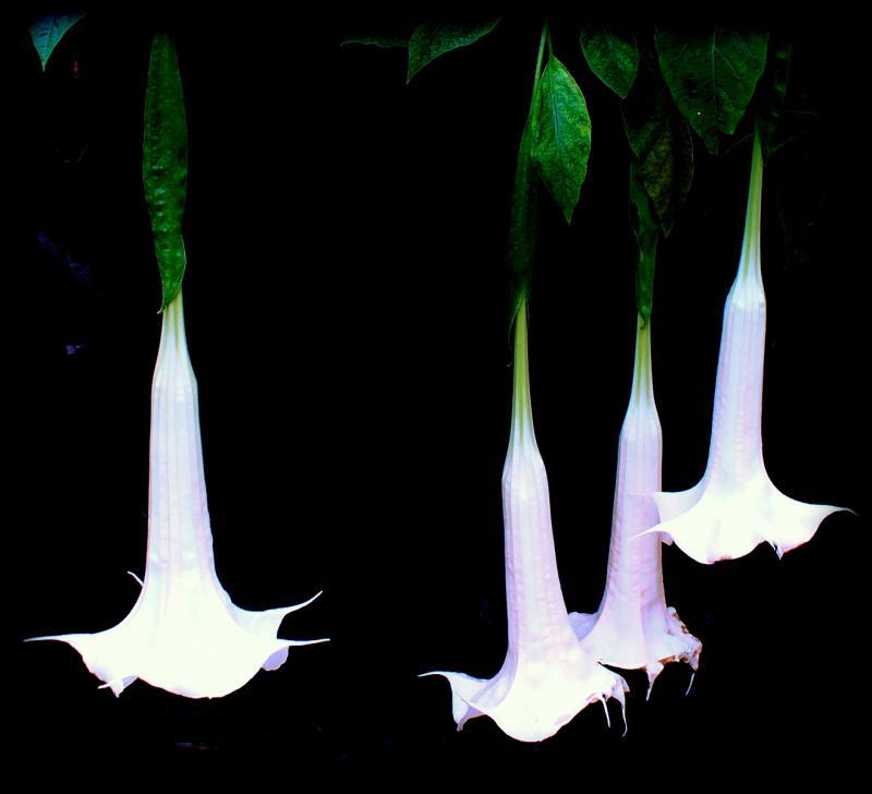 post-231841-0-42626200-1447295115_thumb.