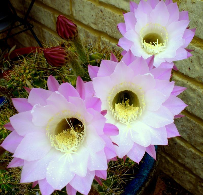 post-231841-0-53219600-1446865988_thumb.