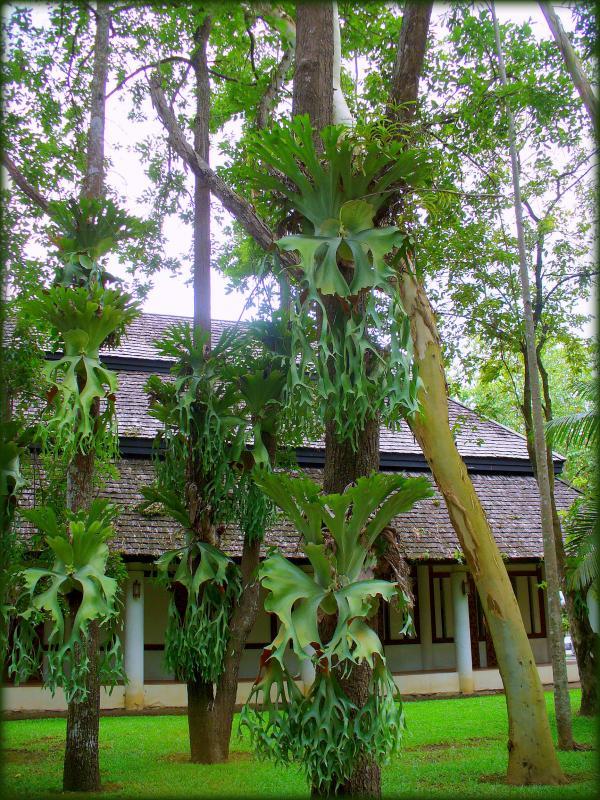 post-231841-0-64765700-1447295785_thumb.