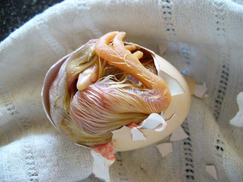 post-231841-0-69284500-1448432332_thumb.