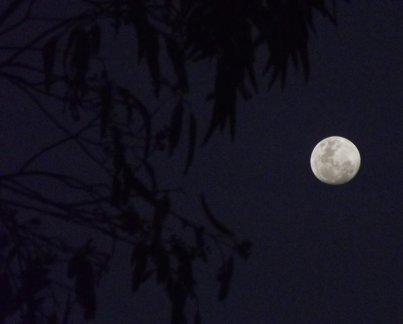 post-231841-0-88737000-1448373053_thumb.