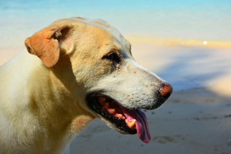 post-237730-0-02201000-1446887277_thumb.