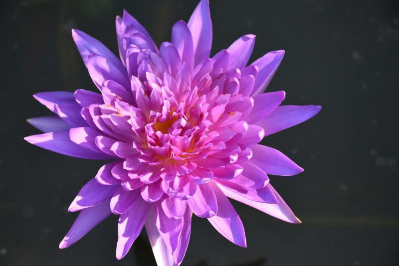 post-237730-0-05015100-1447207059_thumb.