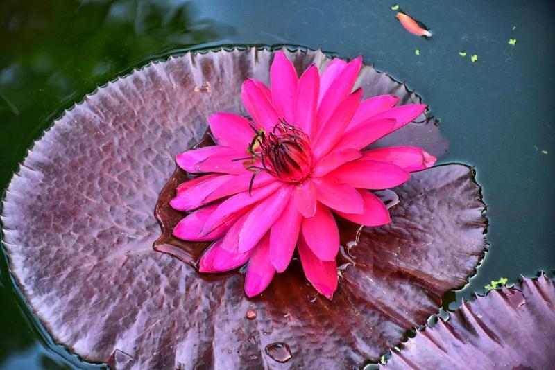 post-237730-0-14078500-1446979408_thumb.