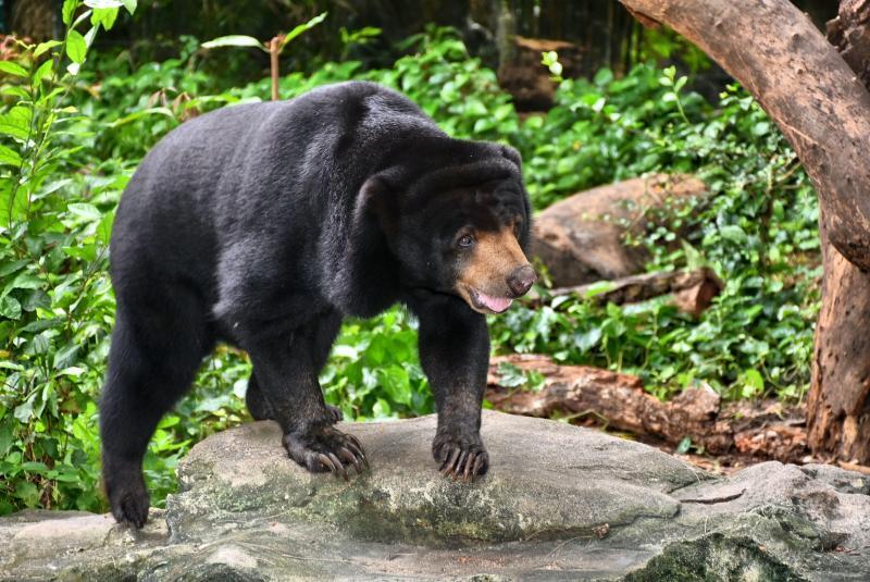 post-237730-0-17953700-1447565892_thumb.