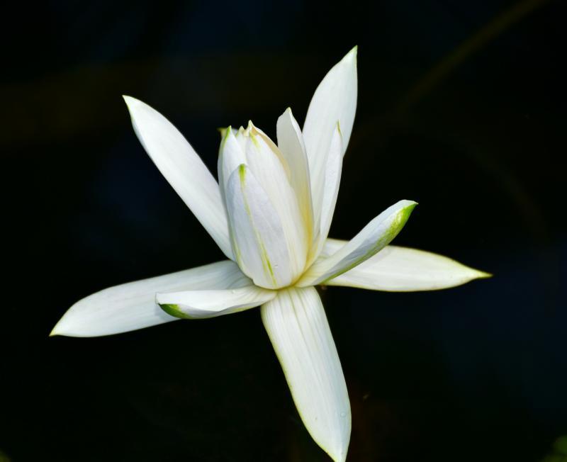 post-237730-0-18596800-1447207040_thumb.