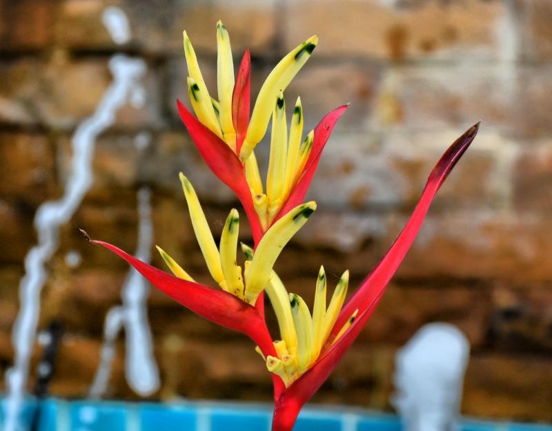 post-237730-0-42624900-1446885260_thumb.