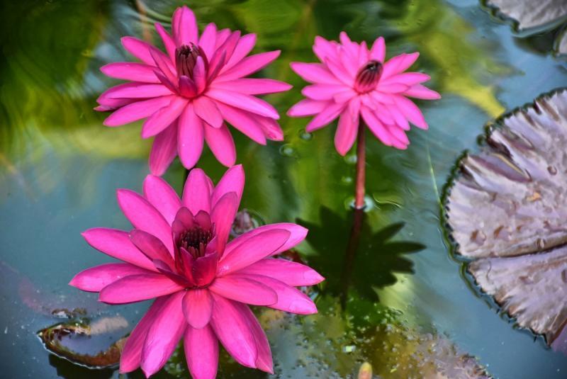 post-237730-0-43497300-1446811221_thumb.