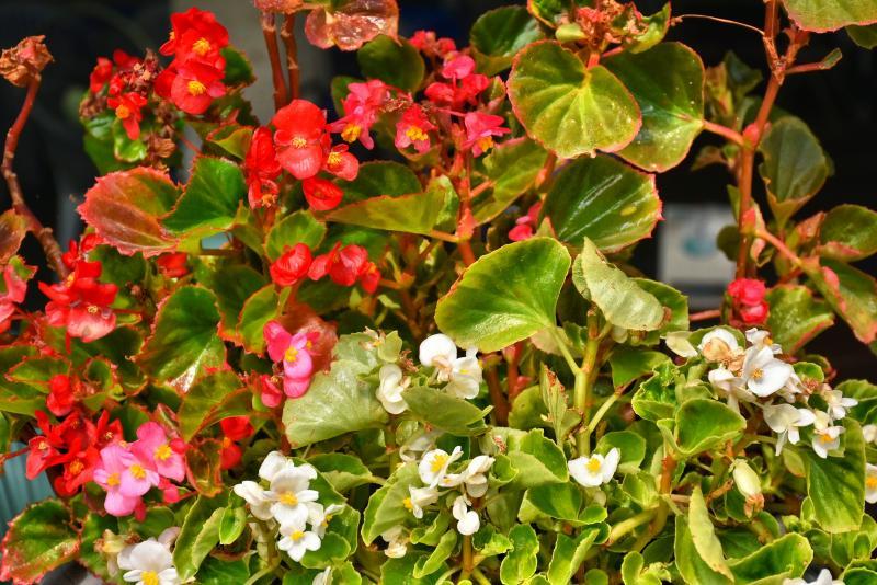 post-237730-0-51830700-1447390402_thumb.