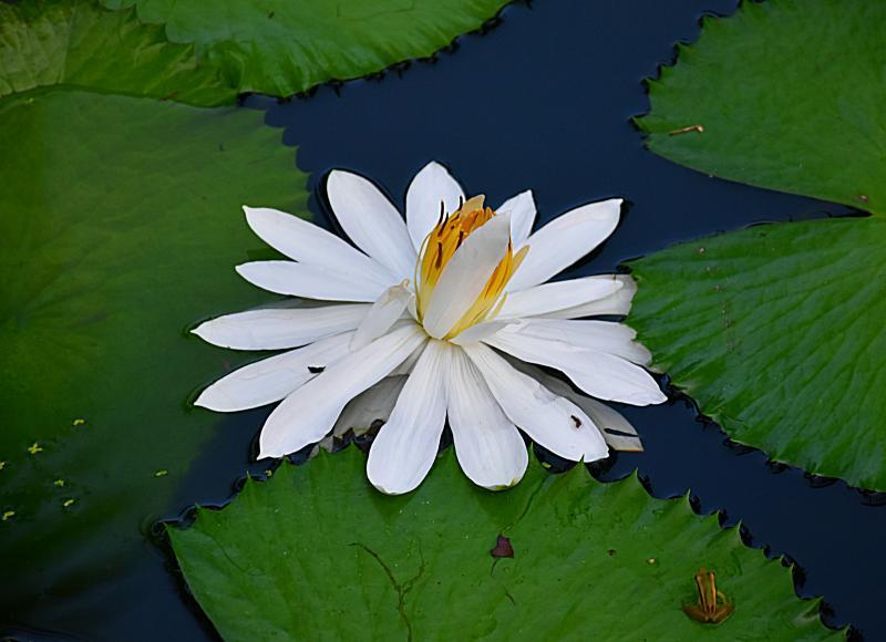 post-237730-0-54658000-1448271661_thumb.