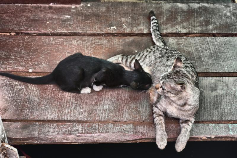 post-237730-0-57089200-1447049186_thumb.