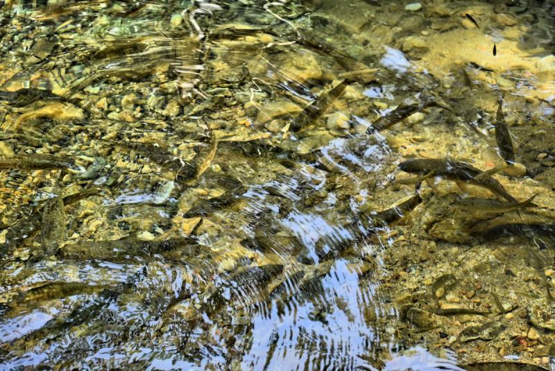 post-237730-0-60130600-1446779214_thumb.