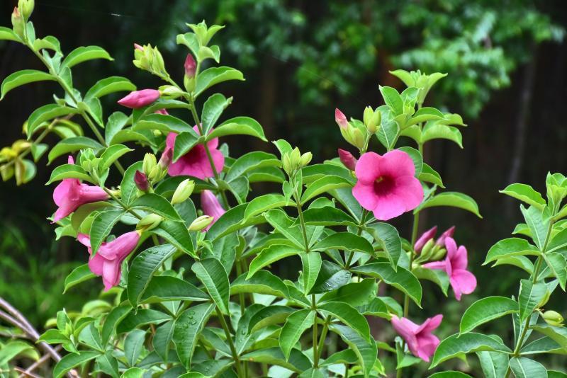 post-237730-0-67019500-1447293763_thumb.