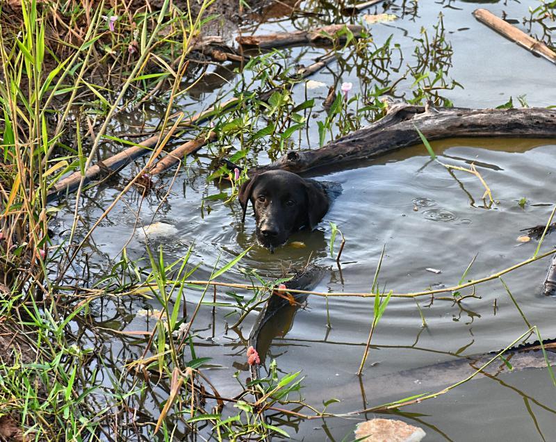 post-237730-0-73556700-1448760555_thumb.