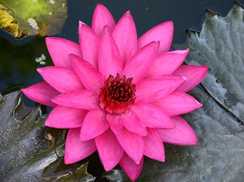 post-237730-0-76365700-1448699031_thumb.