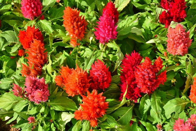 post-237730-0-84629400-1447390462_thumb.