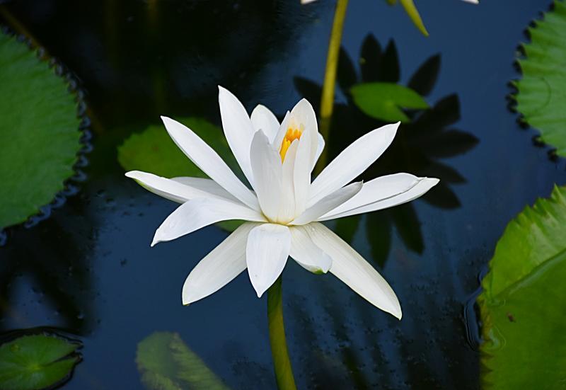 post-237730-0-95916700-1448271636_thumb.