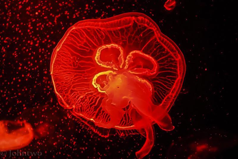 post-242846-0-22019500-1448352956_thumb.