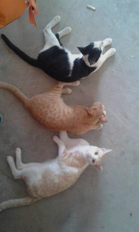 post-246930-0-43460700-1446445467_thumb.