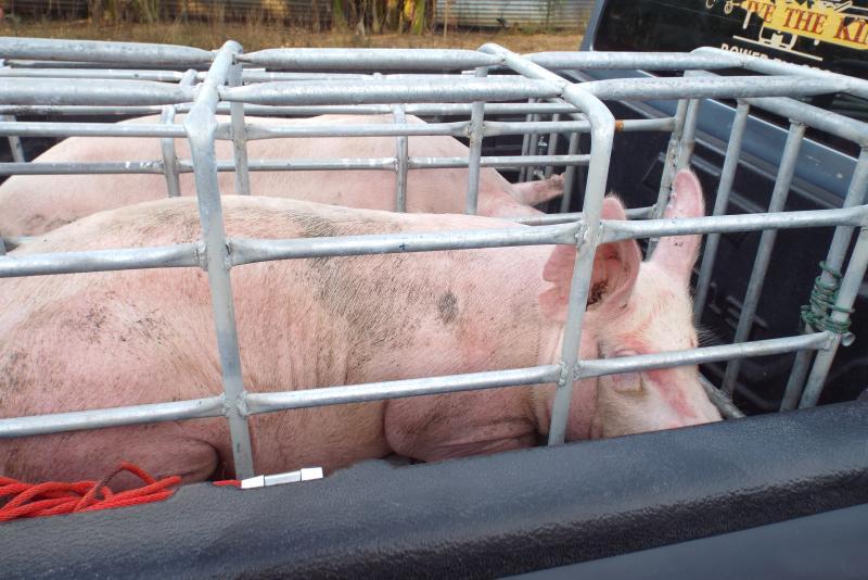 post-32351-0-75097000-1447078756_thumb.j