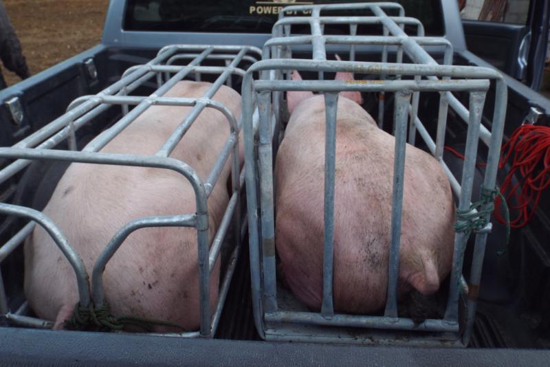 post-32351-0-96410500-1447078660_thumb.j