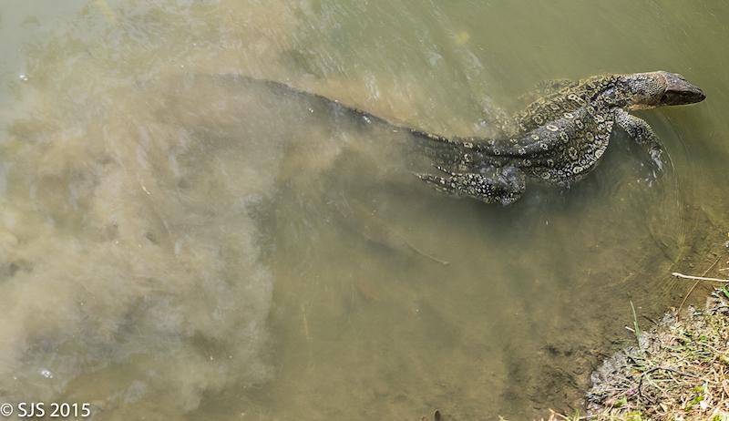 post-52121-0-20076200-1447392207_thumb.j