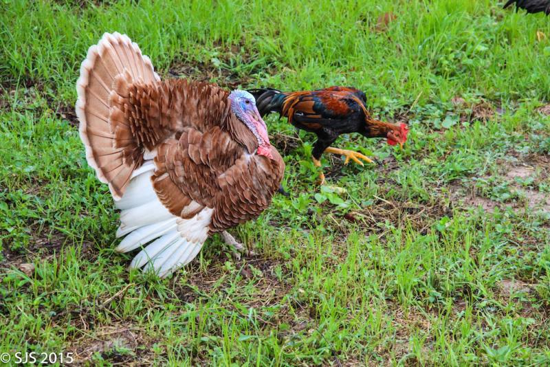 post-52121-0-30215200-1447735390_thumb.j