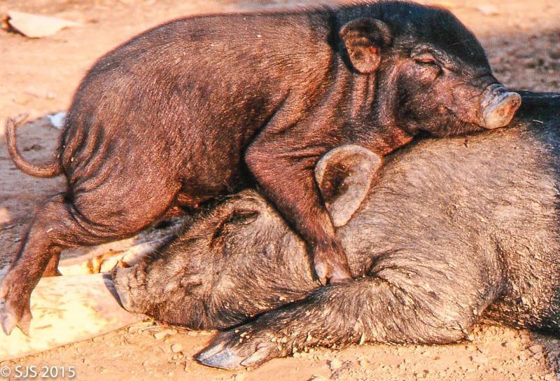 post-52121-0-92788800-1447733796_thumb.j