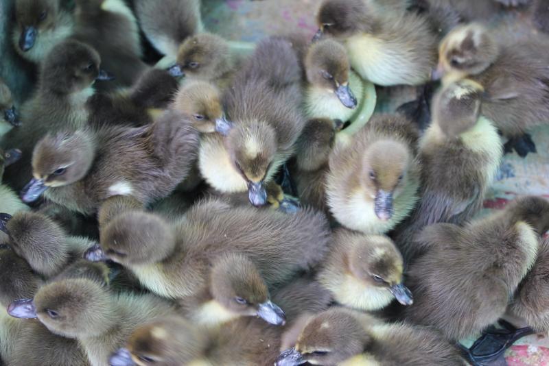 post-95325-0-92220300-1447663694_thumb.j