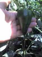 post-37242-1228396197_thumb.jpg