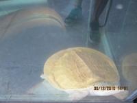 post-110955-0-04162400-1293724723_thumb.