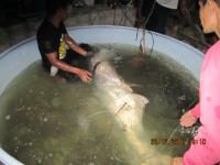 post-110955-0-60364900-1293332443_thumb.