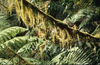 post-118262-0-04157700-1292754849_thumb.