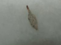 post-25623-0-64072200-1291992334_thumb.j