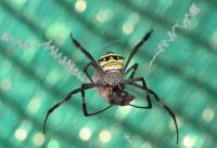 post-58494-0-30838200-1292762925_thumb.j