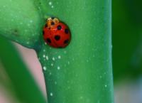 post-58494-0-41977400-1292767037_thumb.j