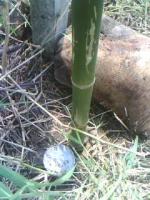 post-15674-0-78813900-1323994383_thumb.j