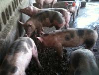 post-109249-0-92831300-1355306697_thumb.