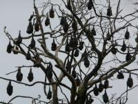 post-151257-0-80002500-1356182419_thumb.