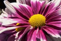 post-1983-0-65892500-1356247526_thumb.jp