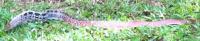 post-22899-0-05672200-1356617503_thumb.j