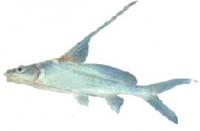 post-70928-0-27602500-1356444037_thumb.j