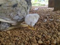 post-70928-0-54159800-1356867019_thumb.j