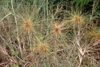 post-85461-0-26009600-1355100652_thumb.j