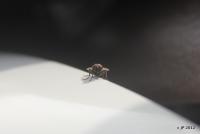 post-85461-0-31582900-1355492785_thumb.j