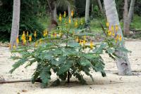 post-85461-0-36869200-1355457941_thumb.j