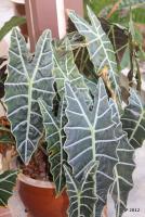 post-85461-0-41227900-1355489091_thumb.j